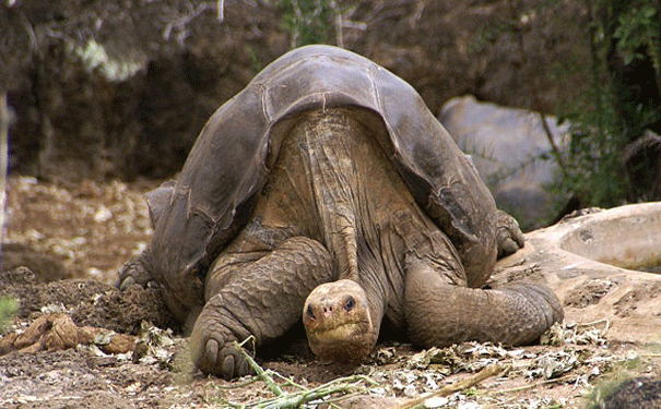 R.I.P Lonesome George. Image: Wikipedia