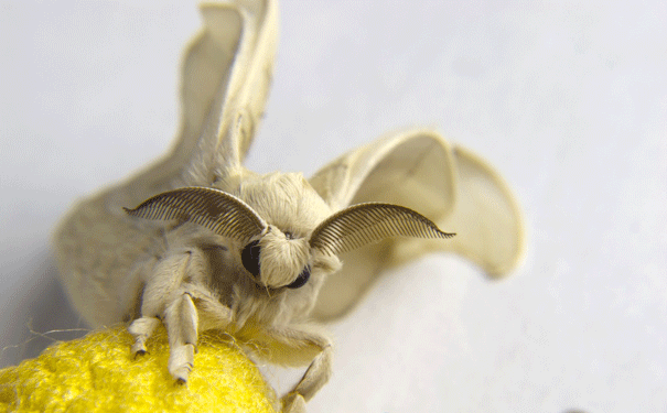 Silkmoth antennae are sensitive pheromone detectors. Image: Shutterstock
