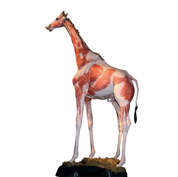 WBP_Giraffe(path)_01_2 Kopie
