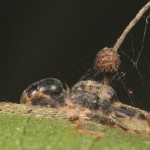 Zombie ladybirds and ants