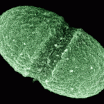 Mapping our microbes