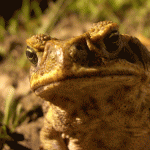 New weapon against cane toads