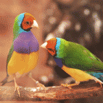 Head colour reflects personality