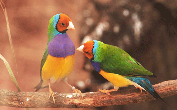 finch