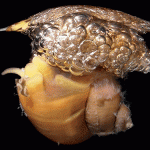 Why do some snails float?