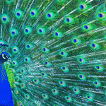 Male peacocks, not just a pretty display