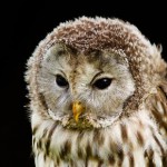 Mysterious gaze