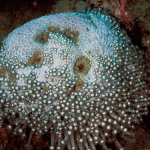 Coral bleaching causes deadly competition among fish