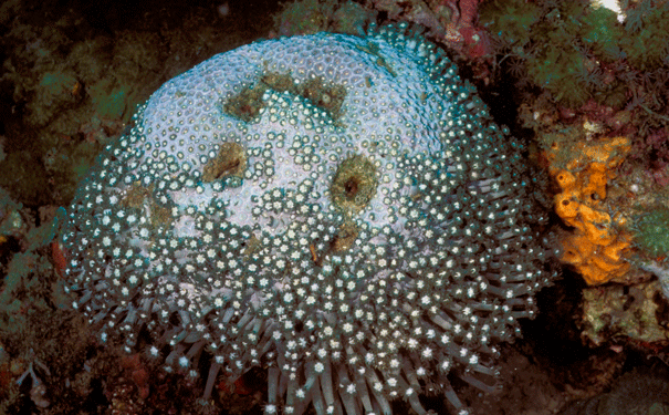 Dying-Reefs