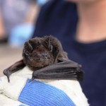 Saving the microbats