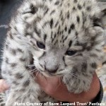 Snow leopards found in den