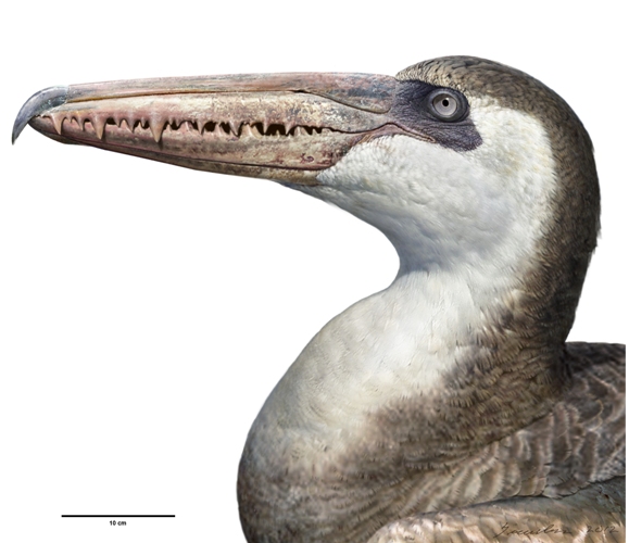 Pelagornis head profile_300 DPI