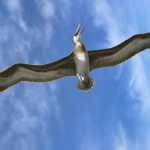 Gigantic seabirds once glided over the Australian coast