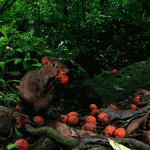 Mischievous rodents the reason for tropical tree survival