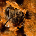 Diabetes for bees