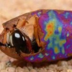 Beewolf larvae protected by antibacterial cocktail