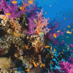 El NiÃ±o to blame for ancient reef collapse