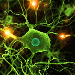Diabetes drug makes brain cells grow