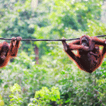 Parkour athletes reveal orangutan’s climbing tricks
