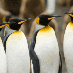 King penguins stressed by human presence