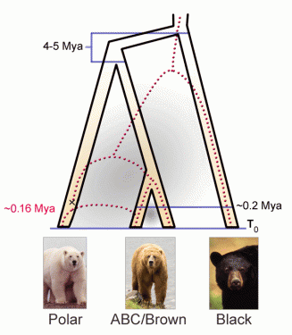 polar-bear-cousins