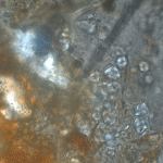 Neanderthals ate their greens