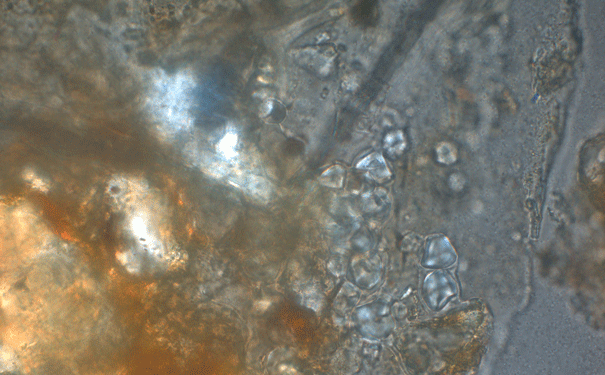 starch_granules