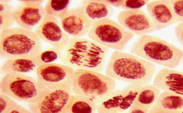 Stem cells can differentiate into many diverse cell types including those that make up blood vessels. Image: Shutterstock