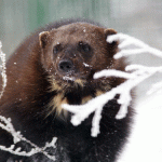 Wolverines not as invincible as the fictional character