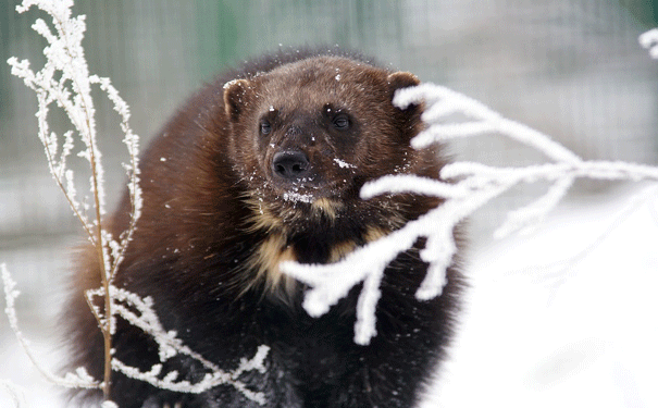 The wolverine relies on snow to refrigerate its food. Image: Shutterstock