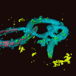Space-travelling worms live longer