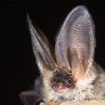 Bats are acoustically identified