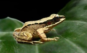 Torrent frog