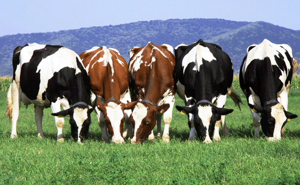Cows