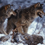 Top predators in crisis