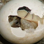 Did the egg come first?