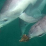 Australian dolphins form a subculture