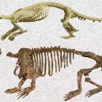 Fossil find solves evolutionary debate