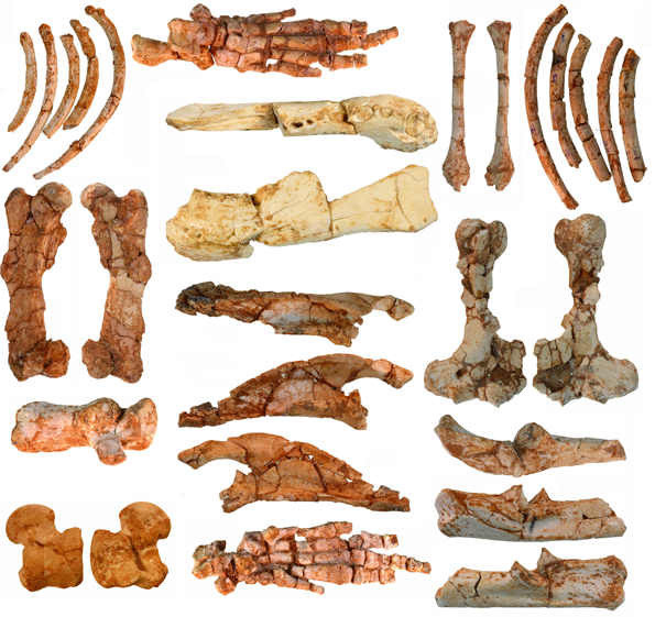 ancient-mammal-controversy