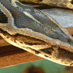 Snake disease decoded