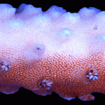 Corals can suffer from nutrient imbalance