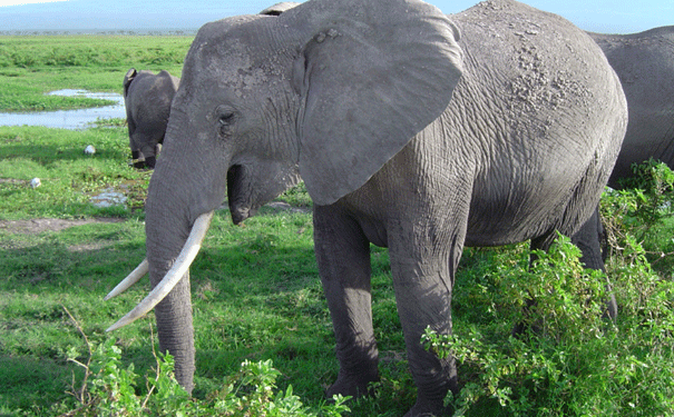 African elephant in Amboseli National Park, Kenya. Image: Angela Stoeger.