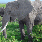 Elephants speak in deep vibrations