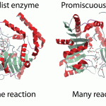 Why are some enzymes so promiscuous?