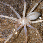 Eye of the spider…or not