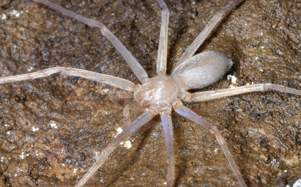 huntsman-in-habitat