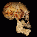 Homo erectus was not alone