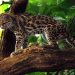 Small cats gone wild
