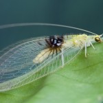 New green lacewing discovered in Malaysia