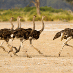Animals would trump Olympic athletes